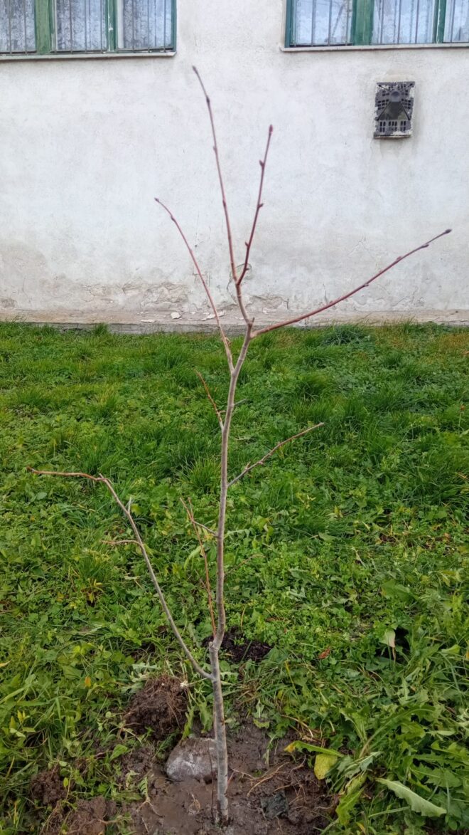 Výsadba líp pri „klube“